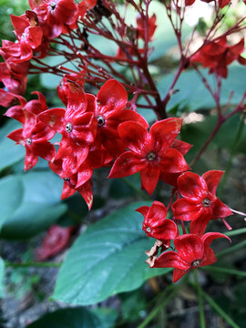 狀元紅網(wǎng)，揭秘4987精準資料的秘密，狀元紅網(wǎng)揭秘，精準資料4987背后的秘密