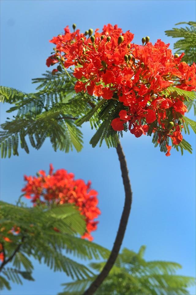 狀元紅，揭秘4987最準(zhǔn)最快的秘密武器，狀元紅，揭秘最準(zhǔn)最快的秘密武器 4987