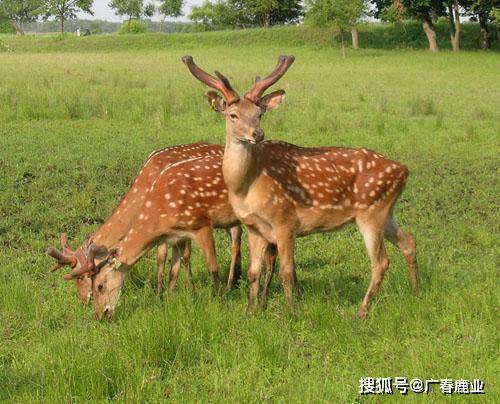 最新版本的6566cc澳彩資料大全介紹及特色功能解析，最新6566cc澳彩資料大全介紹與特色功能深度解析