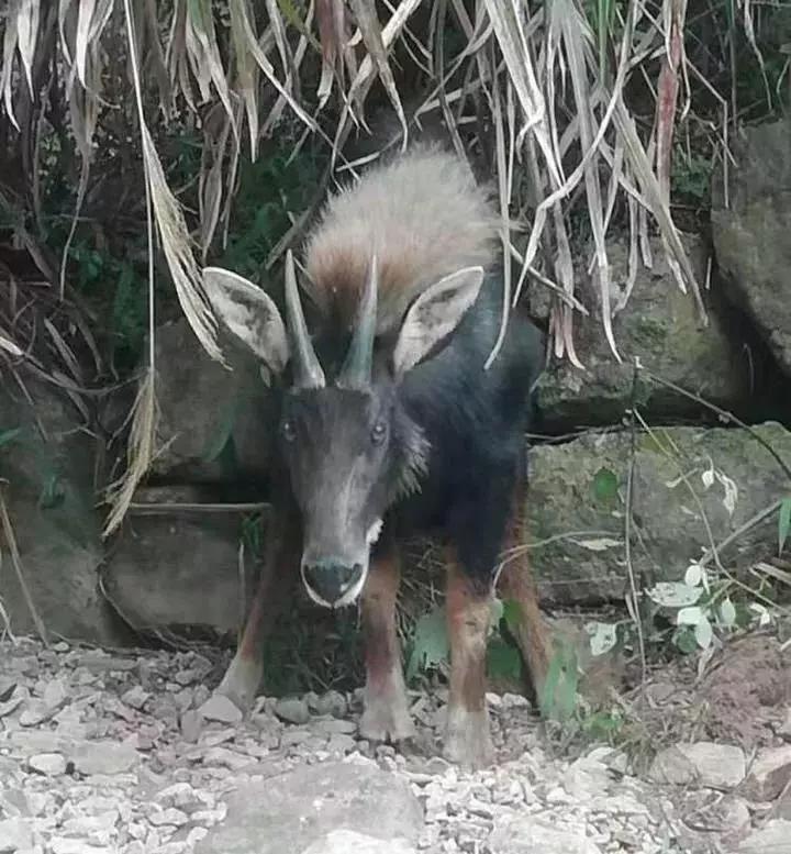 揭秘四不像一肖圖王中王身份之謎——探尋背后的神秘人物，揭秘四不像一肖圖王中王背后的神秘人物身份之謎