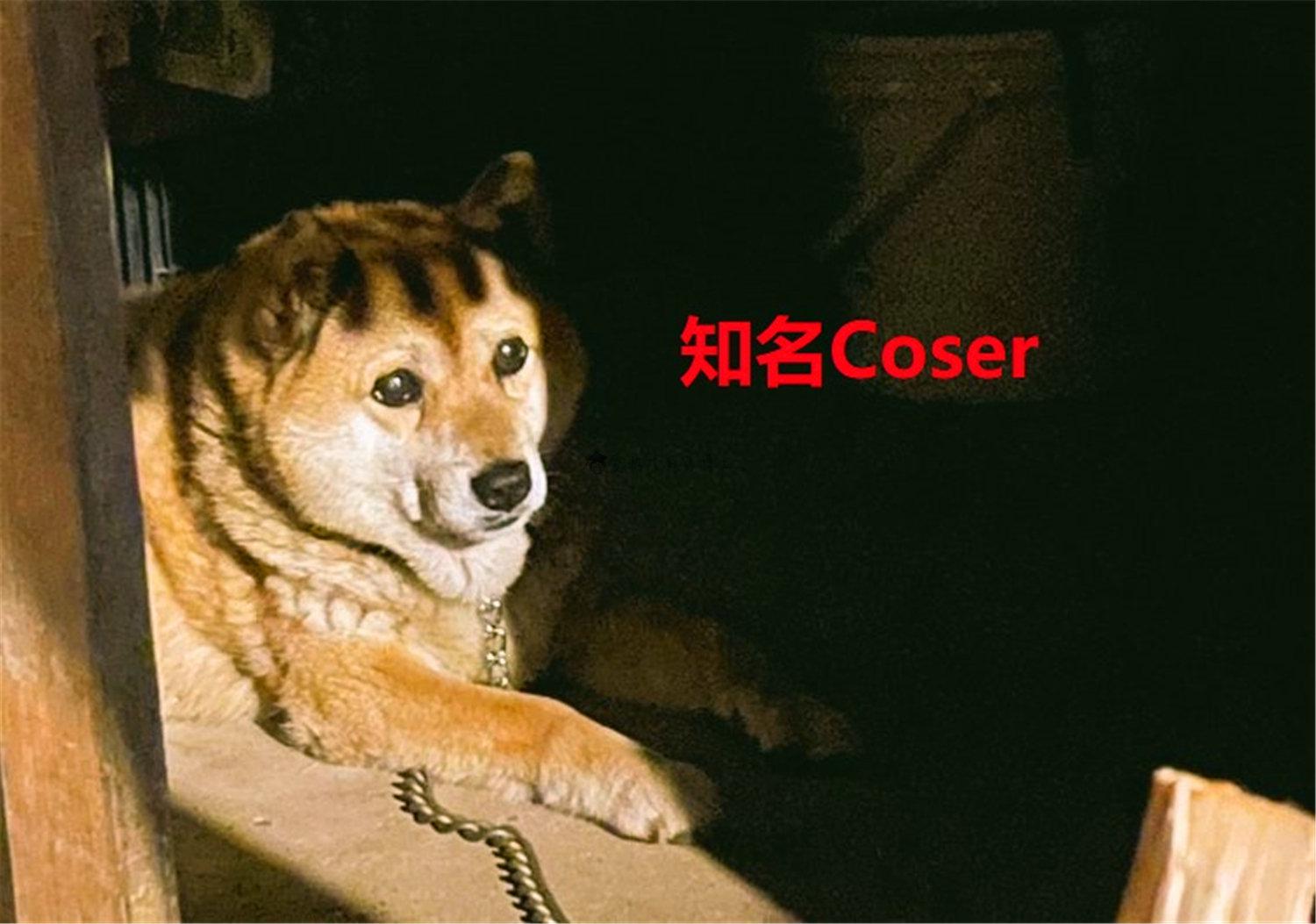 豬狗同行王中王，猜一肖，深度解析與SEO優(yōu)化，豬狗同行王中王猜謎解析與SEO優(yōu)化技巧，深度解析揭秘生肖之謎