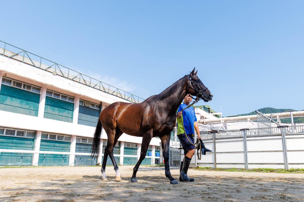 香港賽馬，77777與88888的激情碰撞，香港賽馬盛宴，激情碰撞的77777與88888對決